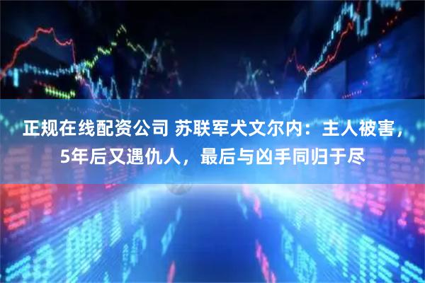正规在线配资公司 苏联军犬文尔内：主人被害，5年后又遇仇人，最后与凶手同归于尽